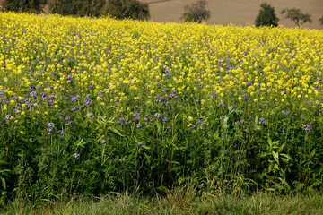 Flowering white mustard (Sinapis alba) in autumn