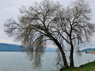 Kahle Trauerweide am Seeufer