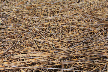 background of cut reeds