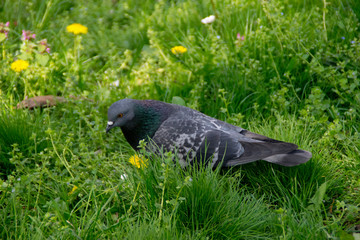 Pigeon lying in a thick grass