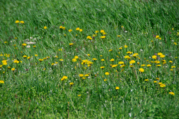 Green field with yellow dandelion