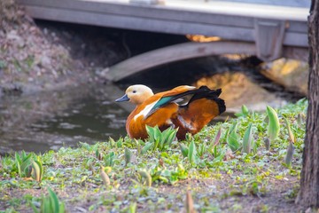 Spring. Duck on the Bank of the stream. Red duck Ogar - obrazy, fototapety, plakaty