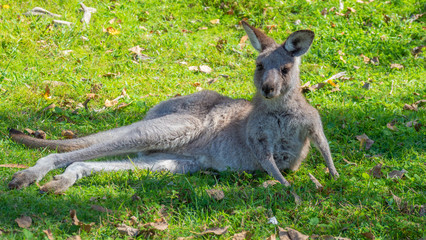 Kangaroo