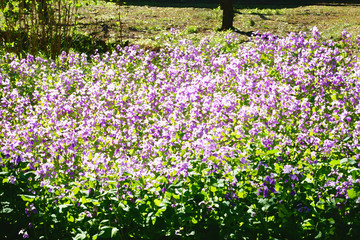 アイリスがある景色