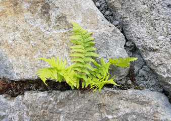 Frauenfarn, Athyrium distentifolium