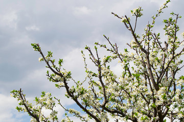 The flowering cherry branch