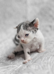 Devon Rex kociątko © goldwhisper