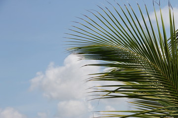 Obraz na płótnie Canvas Palm branch against the sky