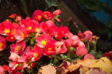 Red shimmery wax begonias shining in the garden.
