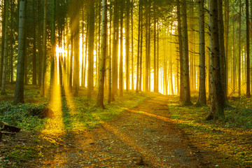 sunbeams