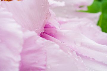 雨上がりのピンクの花びら