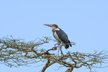Marabu