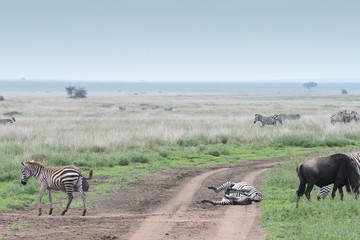 Fototapeta premium Zebra