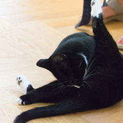 Katze verrenkt sich auf dem Parkettboden