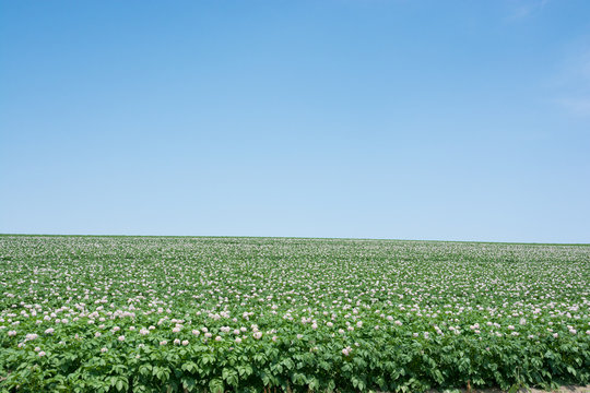 薄紫色の花 Photos Royalty Free Images Graphics Vectors Videos Adobe Stock