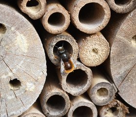 Wildbiene, Loecherbiene, Insektenhotel