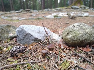 Obraz premium Nahaufnahme Pilze vor Steinspirale am Waldboden mit Tannenzapfen