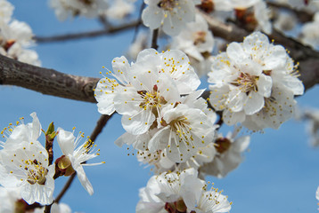 Inflorescences of blossoming apricot flowers close up