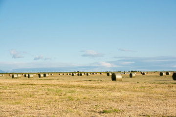 Obraz premium 刈り取りが終わった牧草畑と牧草ロール 北海道