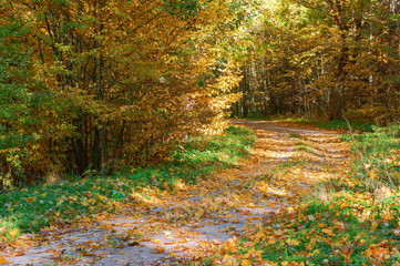 Fototapeta premium Autumn forest. Autumn in the Park. Yellow and red leaves on trees in autumn. A forest road.