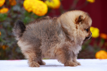 the dog breed pomeranian spitz