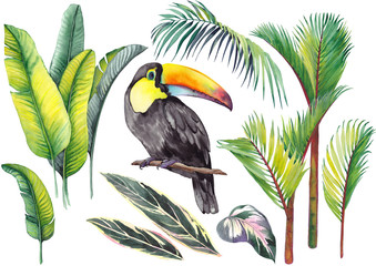 Tropical set with a toucan, banana leaves, palm and calathea leaves. Watercolor on white background. Isolated elements for design.