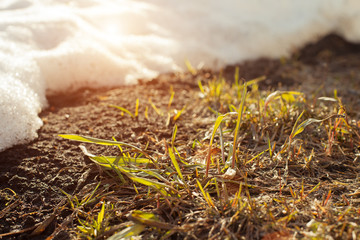 Melting snow on green grass close up - between winter and spring concept background