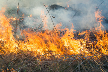 Grass fire close-up photo, flame close-up, ecology problem concept