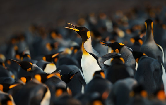 Fototapeta King penguin making way through a group of penguins