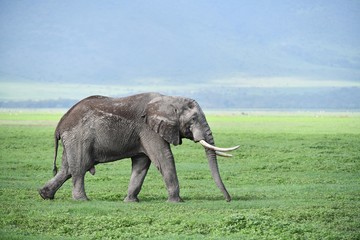Fototapeta na wymiar Elefant im Ngorongoro Krater
