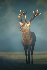 Red Deer stag sur un matin d& 39 automne brumeux
