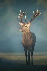 Photo sur Plexiglas Vert bleu Red Deer stag sur un matin d& 39 automne brumeux