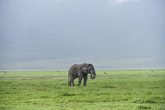 Elefant im Ngorongoro Krater