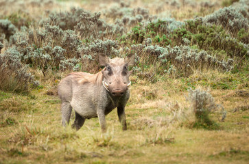 Close up of a common Warthog standing in the grassland