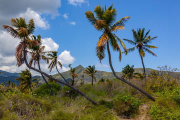 Curved palm trees against the background of the mauntain landscape, Mauritius island
