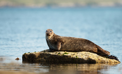 Close up of Common Seal lying on a rock