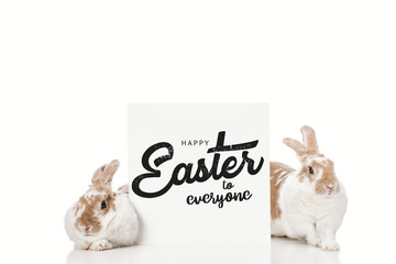 cute bunnies near board with black happy Easter to everyone lettering isolated on white