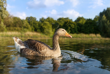 Greylag goose in the pond on a a sunny summer day