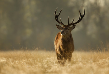 Red Deer standing in a grass at sunrise