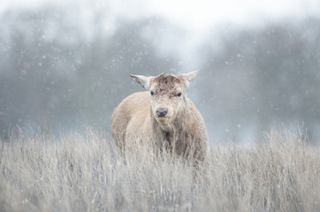 Red deer having recently shed his antlers in winter