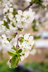 Beautiful blossoming tree branch outdoors