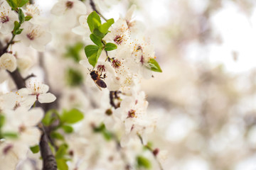 Honeybee sitting on blossom outdoors