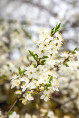 Beautiful blossoming branch on spring day