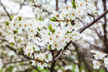 Beautiful blossoming branches on spring day