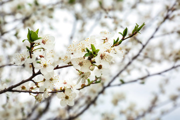 Beautiful blossoming branch on spring day