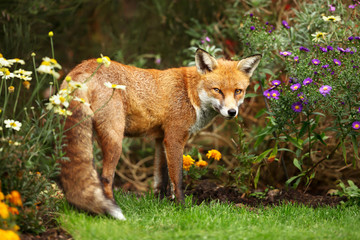 Red fox standing near flowers in the garden in summer