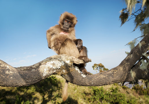 Baby Gelada monkey sitting in a tree