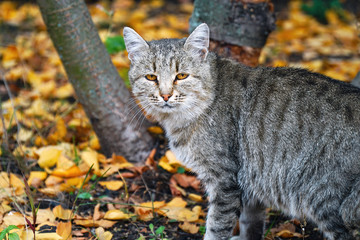Portrait of a grey cat on a natural background
