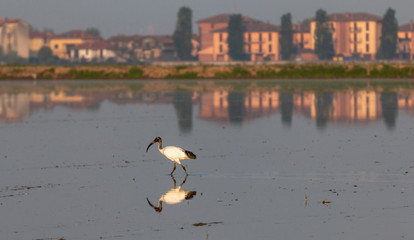 Fototapeta na wymiar African sacred ibis