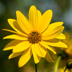 closeup of yellow flower